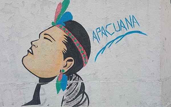 Apacuana Indie