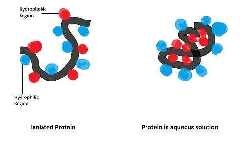 Interactions hydrophobes Qu'est-ce que, importance, exemples