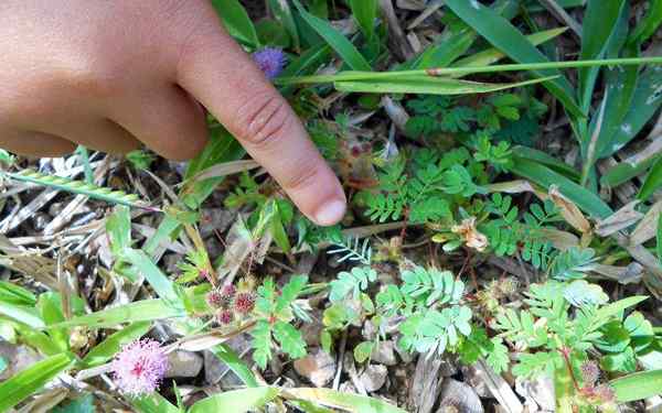 Irritabilidade em plantas