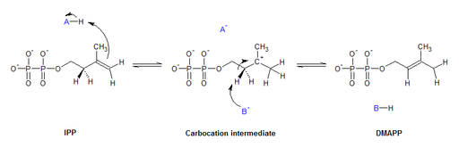 Isomerase apa, fungsi, tatanama, jenis