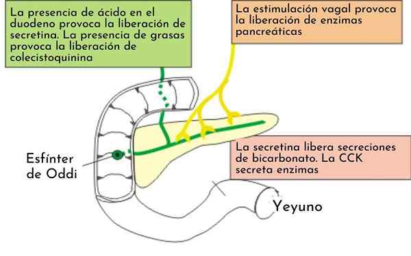 Suco pancreatico