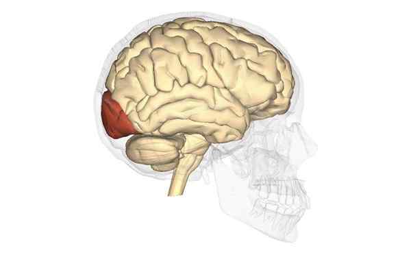 Lobe occipital