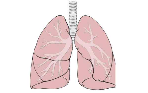 Lóbulos pulmonares