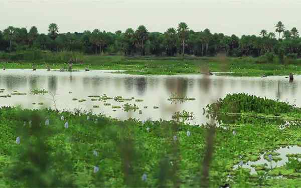 CHACO Plain