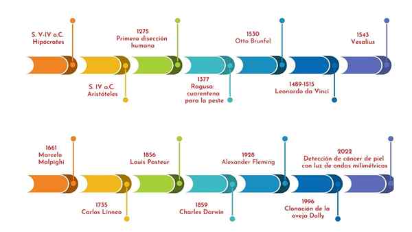 Timeline Biologi