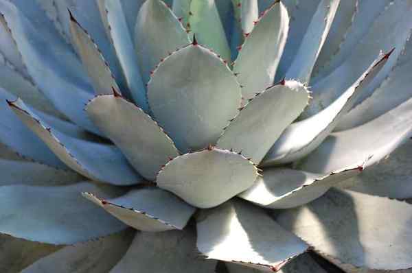 Maguey wat is, kenmerken, habitat, reproductie