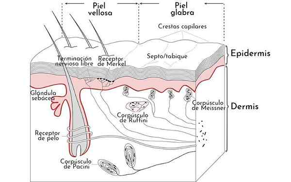 Mechanoreceptors