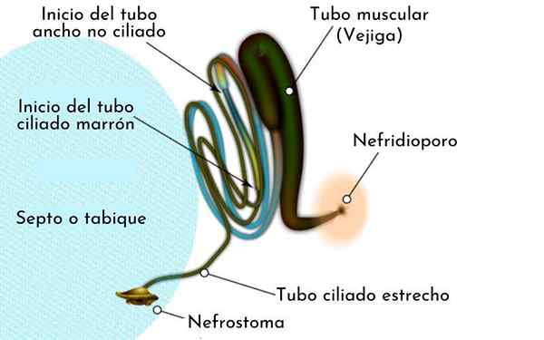 Métanephridios