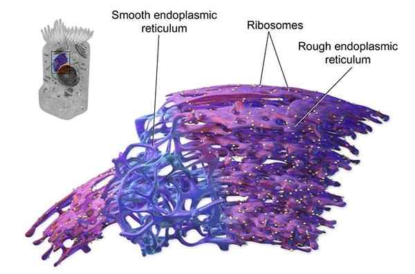 Microsomes quelles sont les caractéristiques, les types, les fonctions