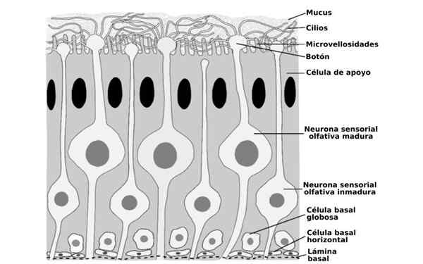 Microvellosades