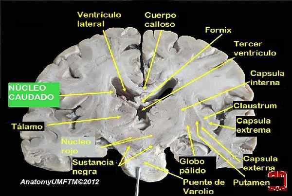 Caractéristiques, fonctions et altérations de Caudado