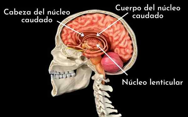 Noyau lenticulaire