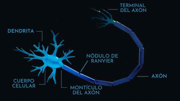 Ranvier -knobbeltjes