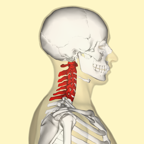 Nerfs spinaux