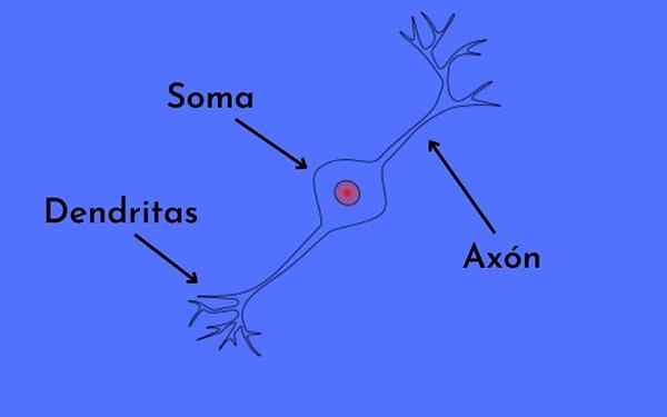 Neurone bipolaire