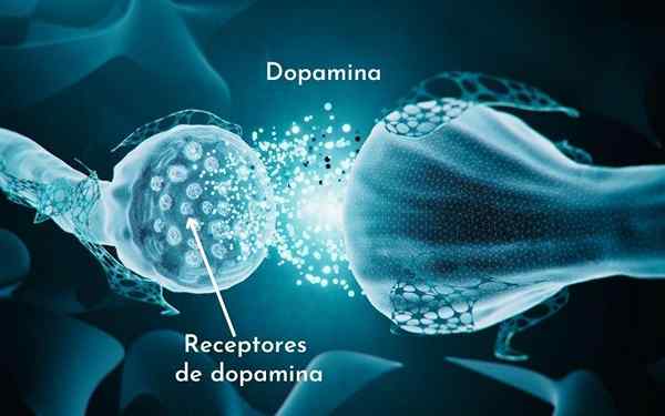 Dopaminerge Neuronen