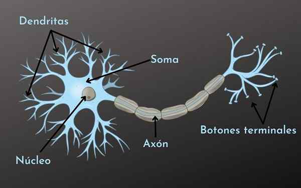 Neurônios multipolares