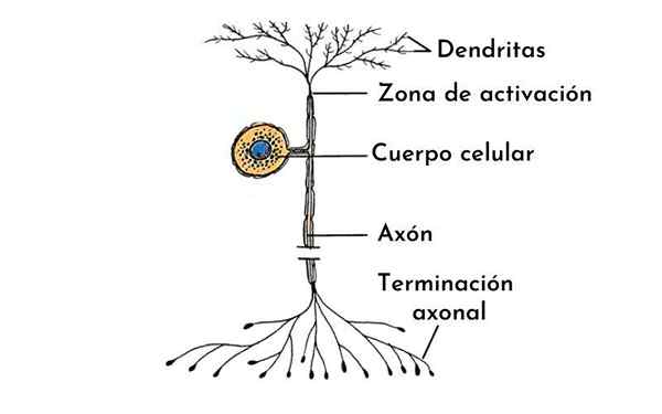 Neurones unipolaires