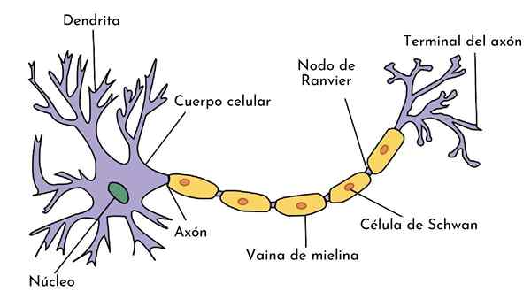 Nevroner