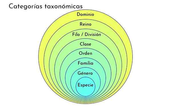 Niveaux taxonomiques