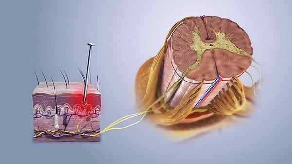 Nocicer -reseptorit rakenne, toiminnot, tyypit