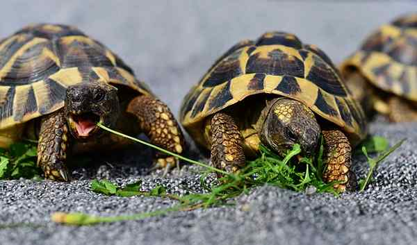 Namen voor mannelijke schildpadden, vrouwen, in het Engels, Disney