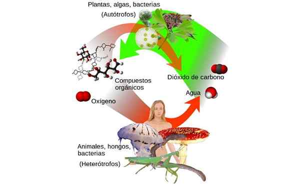 Nutrition holozoïque