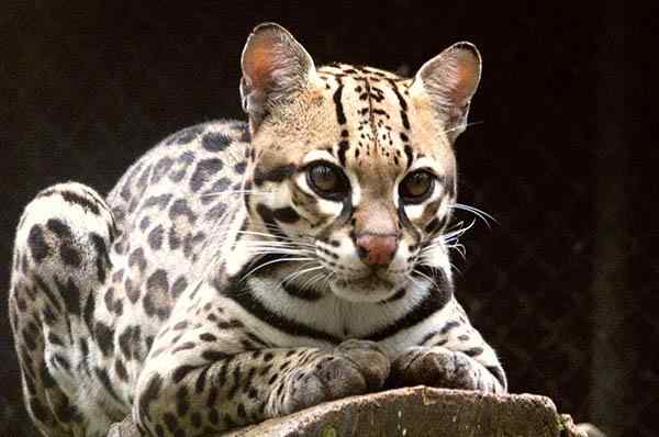 Ocelot o que é, características, perigo de extinção, comida