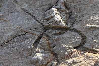 Oligoceen wat is, kenmerken, onderverdelingen, geologie