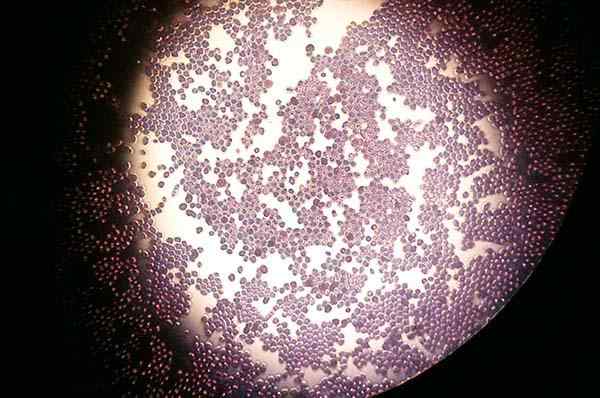 Organismes unicellulaires utilisés pour fabriquer des aliments