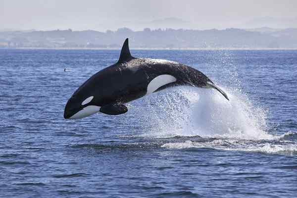 Quels sont les orques, les baleines et les dauphins jusqu'à la surface?