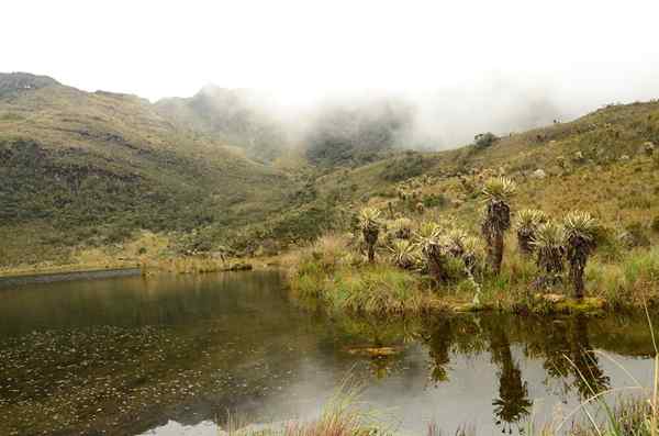 Natural Parks of the Andean -regionen