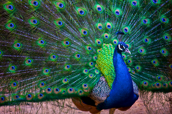 Peacock mikä on, ominaisuudet, elinympäristö, lisääntyminen