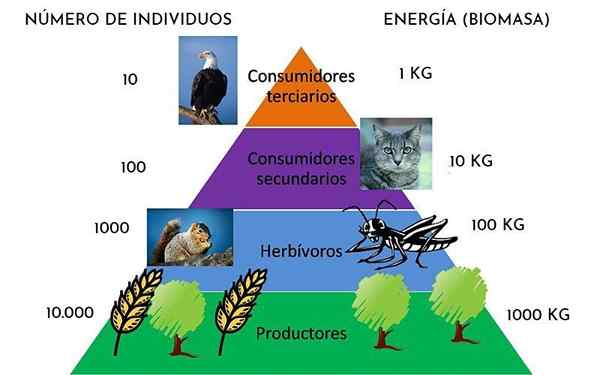 Ecologische piramide