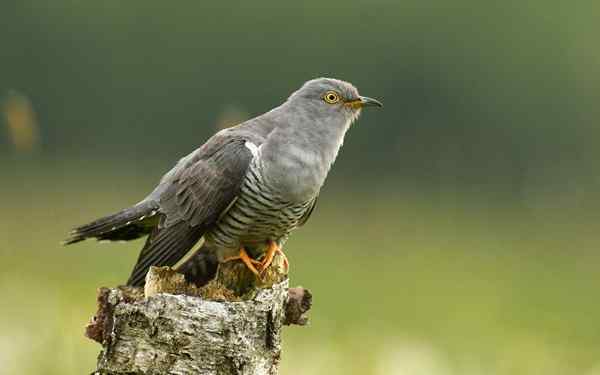 Uccello cuclillo