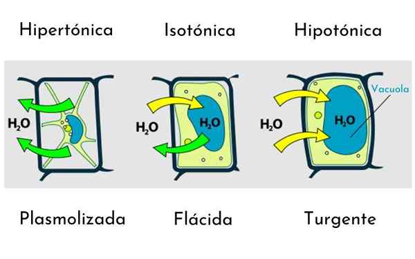 Plasmolyse