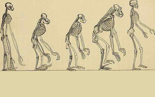 Polygenismus oder polygene Theorie