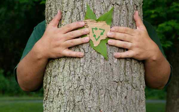 Por que é importante cuidar da biodiversidade?