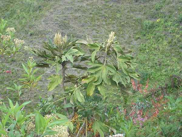 Pumamaqui o que é, características, habitat, ecologia, usa