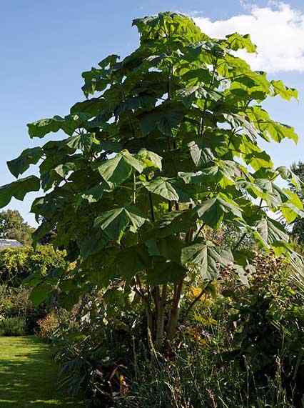 Kiri tree wat is, kenmerken, habitat, eigenschappen