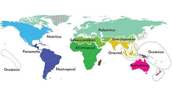 Biogeografiske regioner i verden