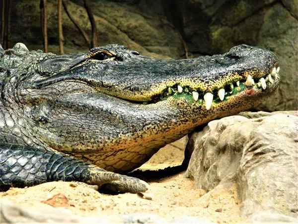 Reptiles quelles sont les caractéristiques, la classification, la reproduction