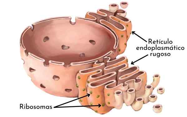 Retículo endoplasmático rugoso