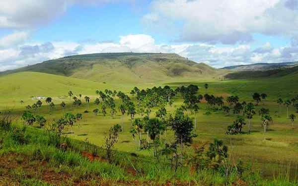 Sabana de Palmeras