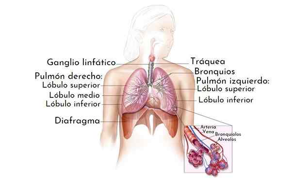 Segments pulmonaires