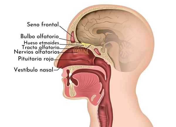 Senso dell'olfatto