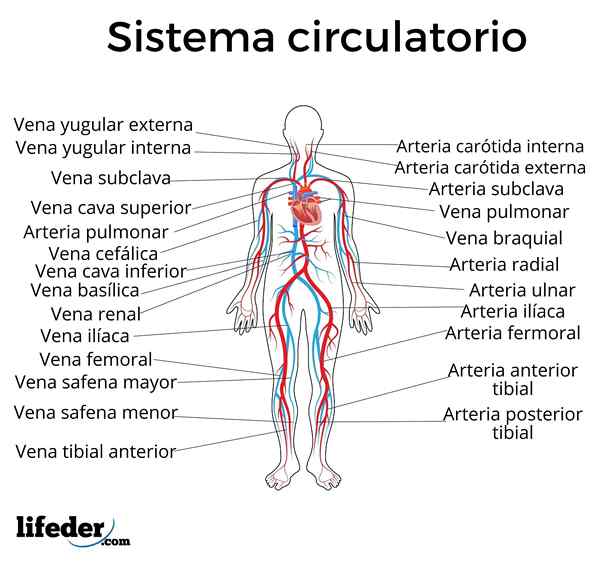 Sirkulasjonssystemet