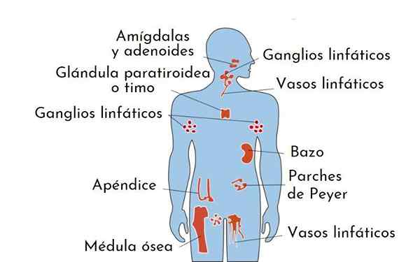 Sistema imunológico