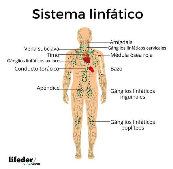 Sistema linfatico