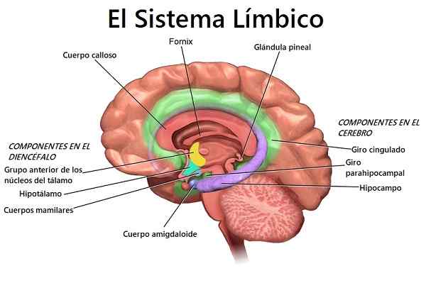 Sistema límbico